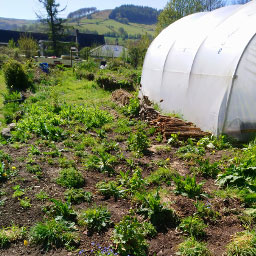 View of the new wildflower garden next to the poly tunnel