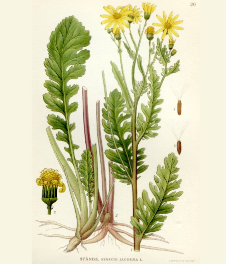 ragwort