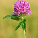 red clover