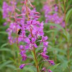 rosebay willowherb