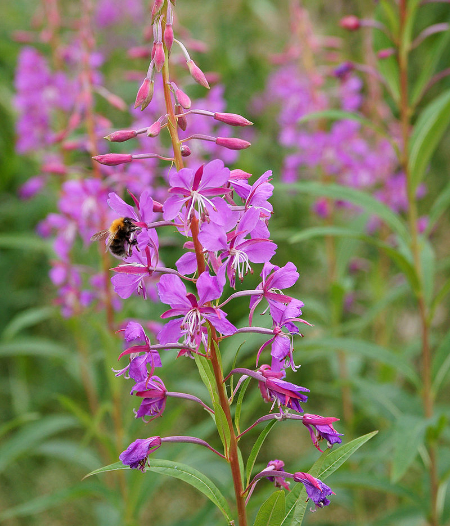 rosebay willowherb