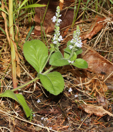 speedwell